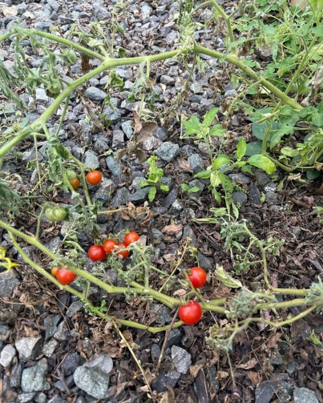MANILA:Coffee Farm Tour with Coffee bean picking - Who Will Love This Tour?