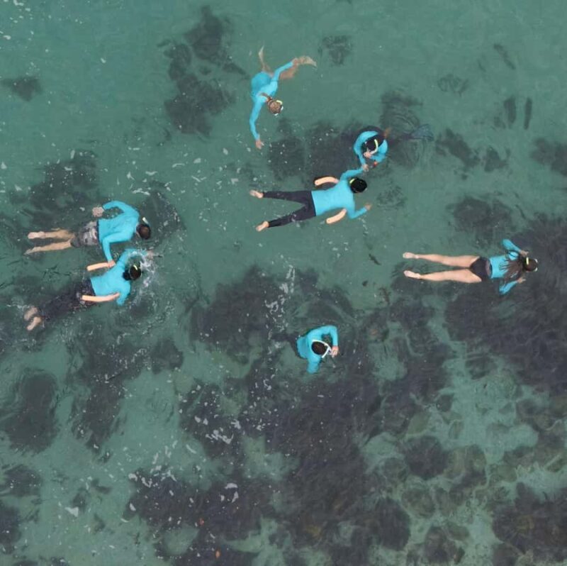 Manly Beach Guided Snorkeling Tours - Key Points