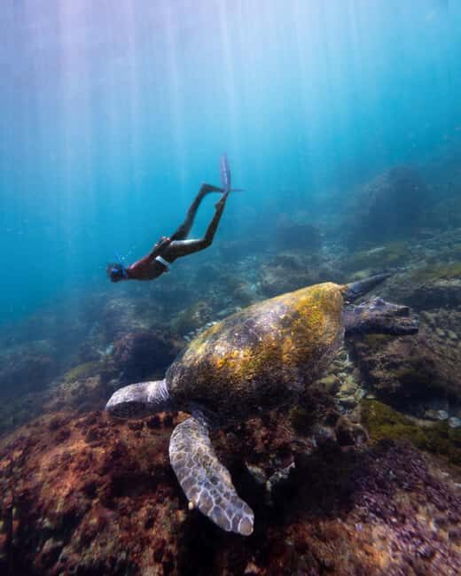 Manly: Beginner Freediving: Breath-Hold & Ocean Exploration - Frequently Asked Questions