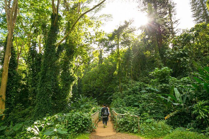 Manoa Waterfall Hike From Waikiki With Healthy Lunch Included - Practical Details and What You Need to Know