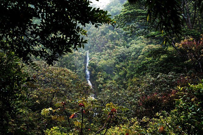 Manoa Waterfall Hike From Waikiki With Healthy Lunch Included - Authentic Experiences from Reviewers