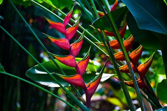 Manoa Waterfall Hike From Waikiki With Healthy Lunch Included - FAQs