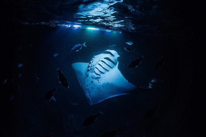 Manta Mania - Manta Ray Night Snorkel - Small-Group Experience In Kona, Hawaii - What Makes This Tour Special?