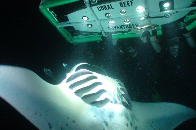 Manta Mania - Manta Ray Night Snorkel - Small-Group Experience In Kona, Hawaii - The Experience — What Visitors Say