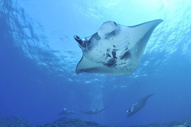 Manta Mania - Manta Ray Night Snorkel - Small-Group Experience In Kona, Hawaii - FAQ