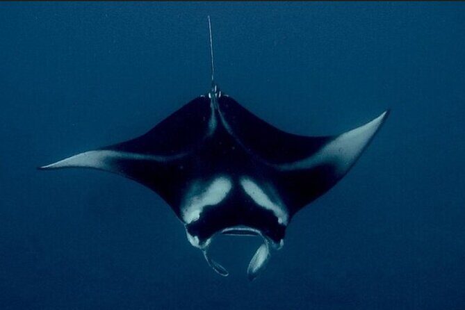Manta Ray Night Snorkel Experience of a Lifetime - An Honest Look at the Manta Ray Night Snorkel Tour