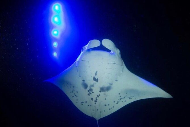 manta-ray-night-snorkel-guaranteed-sightings-kona-hawaii