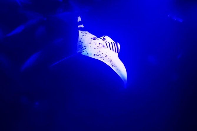manta-ray-night-snorkel-in-kona
