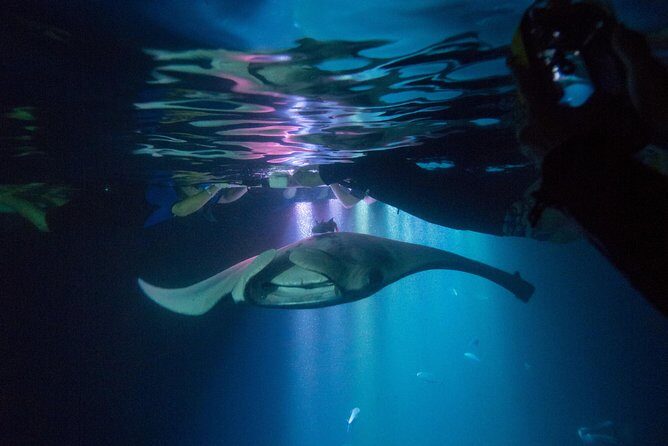 Manta Ray Night Snorkel Tour from Kona - Who Is This Tour Best Suited For?