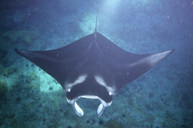 Manta Ray Night Snorkel Tour from Kona - The Sum Up