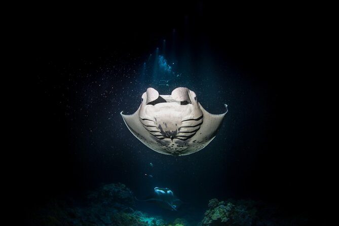 Manta Ray Night Snorkel Tour from Kona - FAQ
