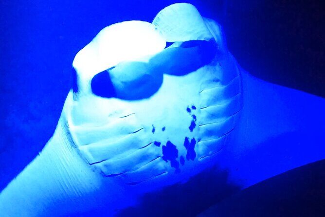 Manta Ray Night Snorkeling Adventure in Kailua-Kona - A Closer Look at the Tour Experience