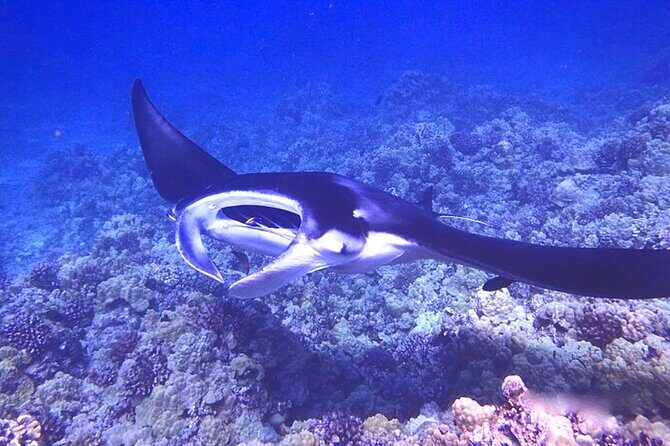 Manta Ray Night Snorkeling Adventure in Kailua-Kona - Final Words
