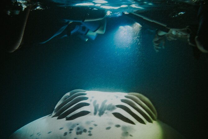 manta-ray-snorkeling-by-night-in-kailua-kona-hawaii