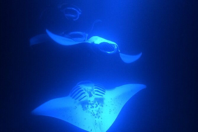 manta-ray-snorkeling-by-night-in-kailua-kona-hawaii