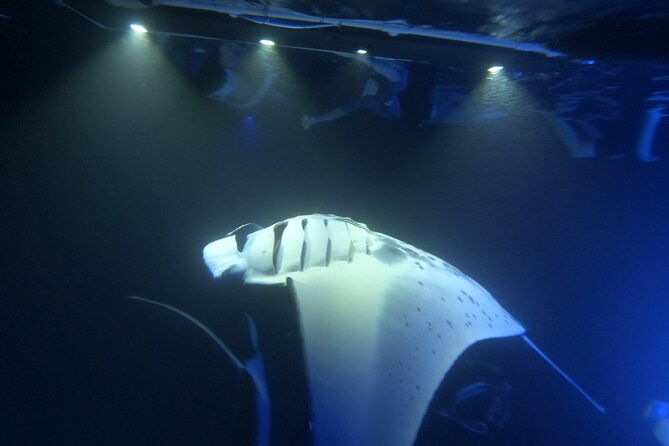 manta-ray-snorkeling-by-night-in-kailua-kona-hawaii