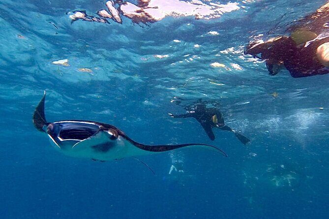 Manta Ray Snorkeling From Bali - Introduction: An Experience Worth Considering