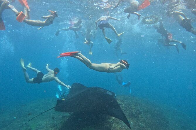 Manta Ray Snorkeling From Bali - Why This Tour Is a Great Choice