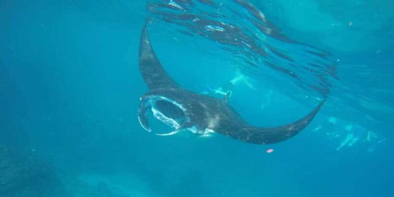 manta-tour-in-nusa-lembongan-and-nusa-penida