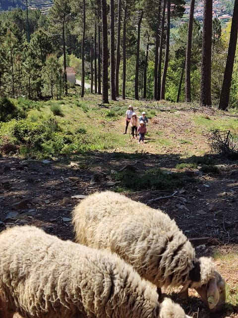 manteigas-serra-da-estrela-shepherd-path-hike-with-shepherd