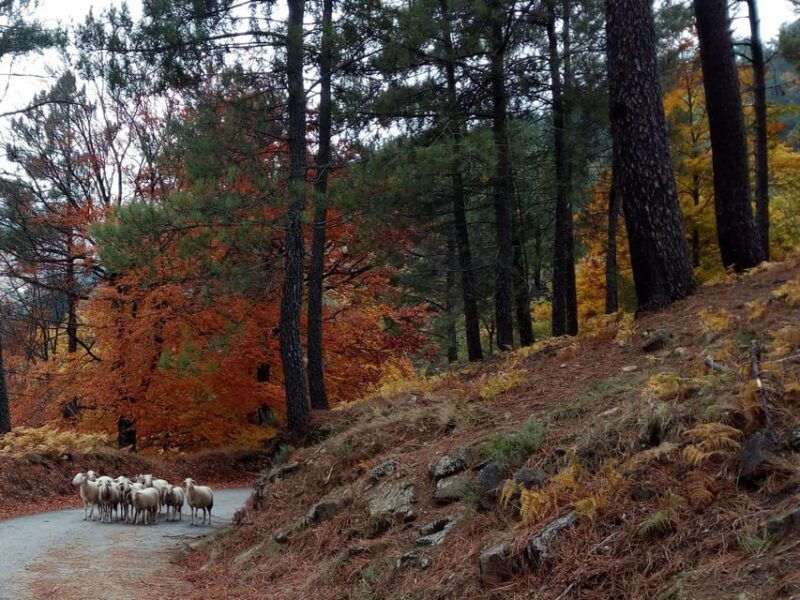 manteigas-serra-da-estrela-shepherd-path-hike-with-shepherd