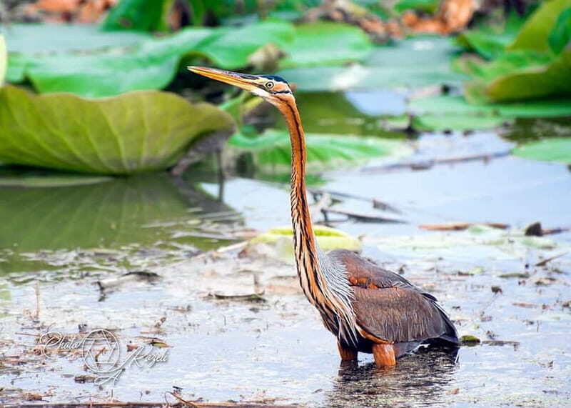 Mantua: Panoramic Cruise with Guide, Natural Oasis and Water Elevator - Wildlife & Ecosystem Insights