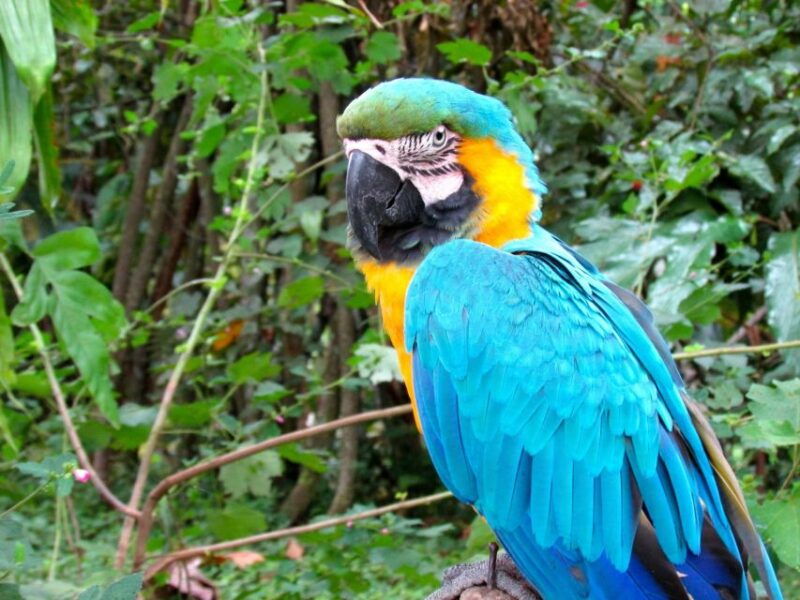 manu-jungle-tour-3-days-2