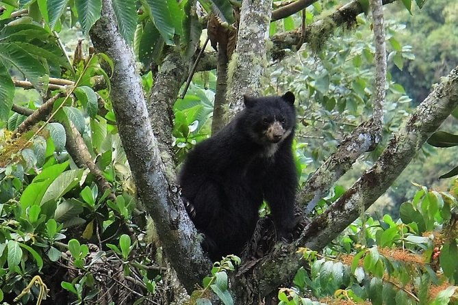 manu-jungle-tour-3-days