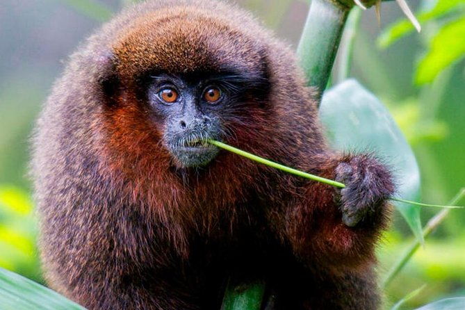 manu-jungle-tour-4-days-2