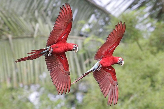 manu-jungle-tour-4-days-2