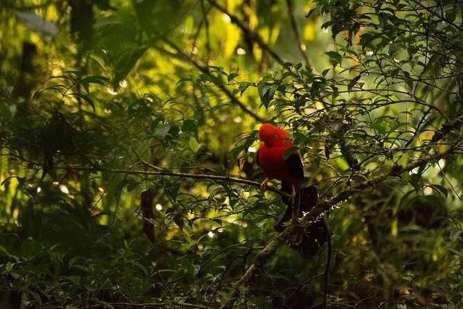 manu-jungle-tour-4-days