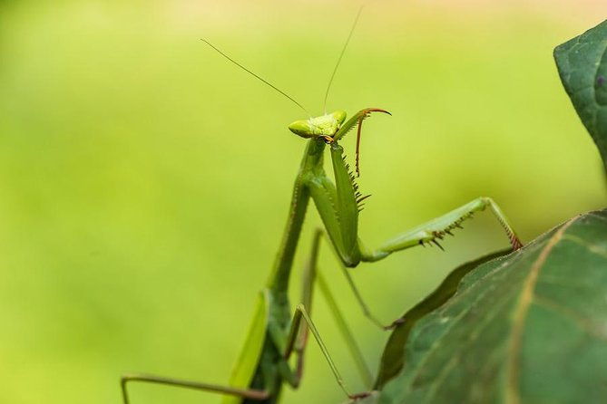 manu-jungle-tour-4-days