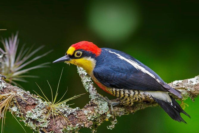 manu-jungle-tour-4-days