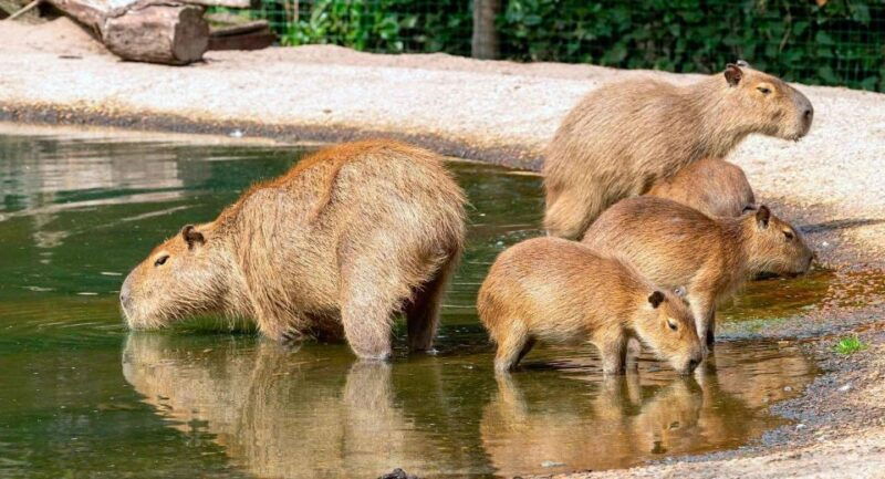 manu-national-park-3-days