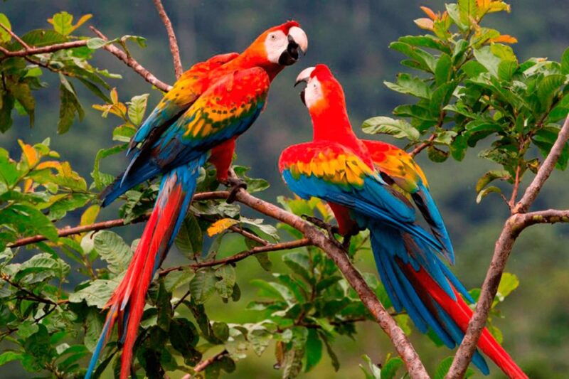 manu-national-park-3-days