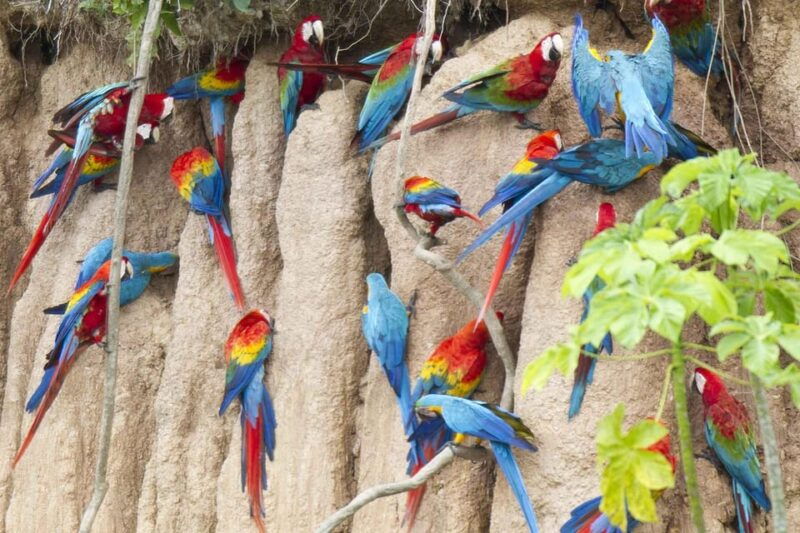 manu-national-park-4-days