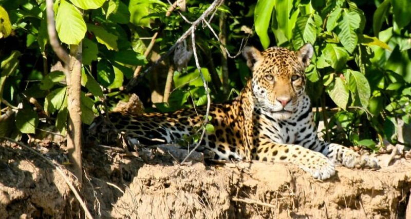 manu-national-park-4-days