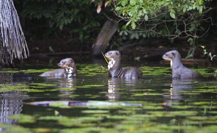 manu-national-park-4-days