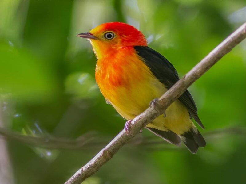 manu-national-park-tours-from-cusco-5-days
