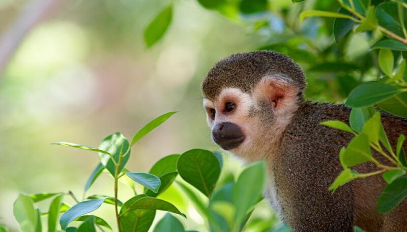 manu-national-park-tours-from-cusco-5-days
