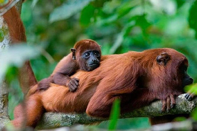 manu-reserved-zone-and-macaw-clay-lick-7-days