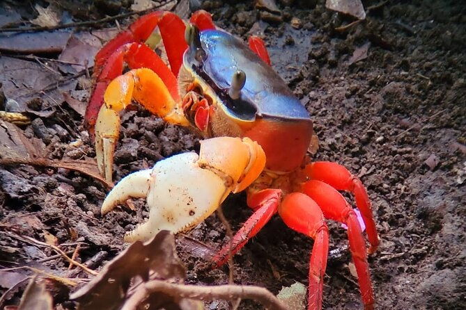 manuel-antonio-boat-mangrove-tour-to-see-animals