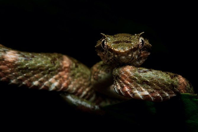 manuel-antonio-herping-night-tour-reptiles-and-amphibians
