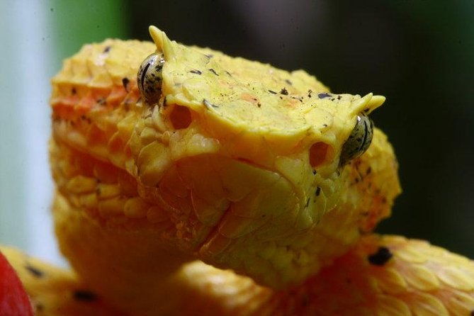 manuel-antonio-herping-night-tour-reptiles-and-amphibians