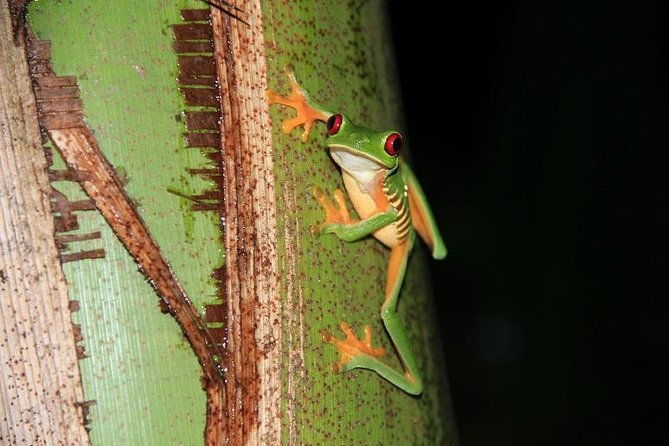 manuel-antonio-jungle-night-tour-with-pick-up-included