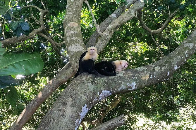 manuel-antonio-national-park-beach-sightseeing-day-trip-from-san-jose