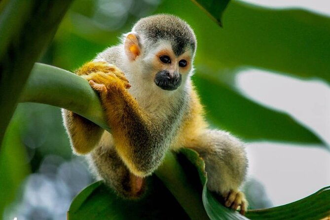 manuel-antonio-national-park-day-trip-from-san-jose