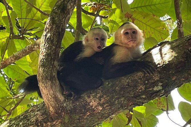 manuel-antonio-national-park-group-tour-park-ticket-not-included