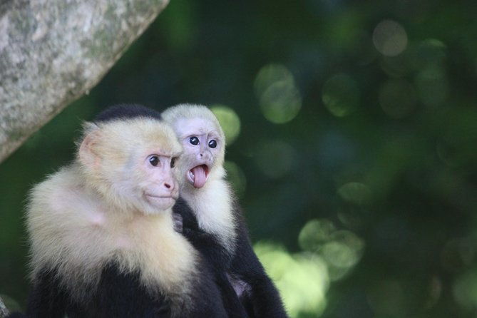 manuel-antonio-national-park-guided-tour-2