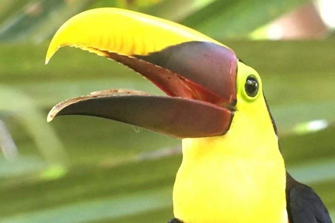 manuel-antonio-national-park-guided-tour